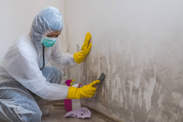 Best Emergency Mold Remediation  in Cheyenne, WY