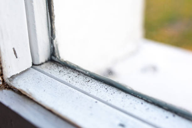 Best Post-Construction Mold Inspection  in Cheyenne, WY
