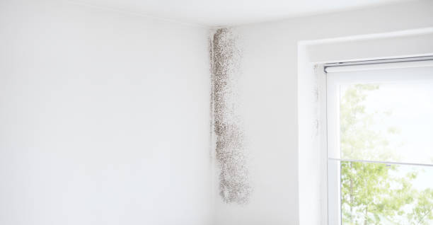 Best Indoor Air Quality Assessment  in Cheyenne, WY