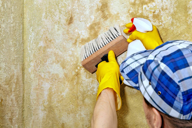 Best Crawl Space Mold Remediation  in Cheyenne, WY