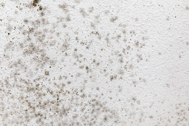 Best Dehumidification Services  in Cheyenne, WY