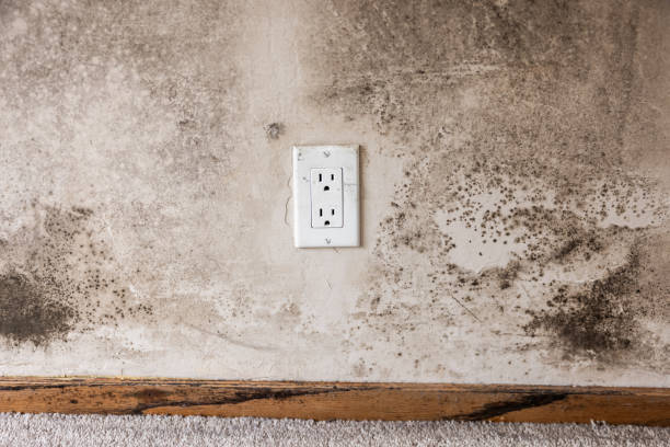 Best Black Mold Removal  in Cheyenne, WY